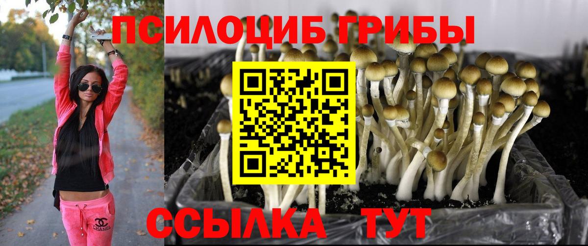 Псилоцибиновые грибы Cubensis Лосино-Петровский